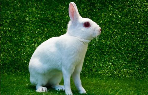 britannia petite|english angora rabbits.